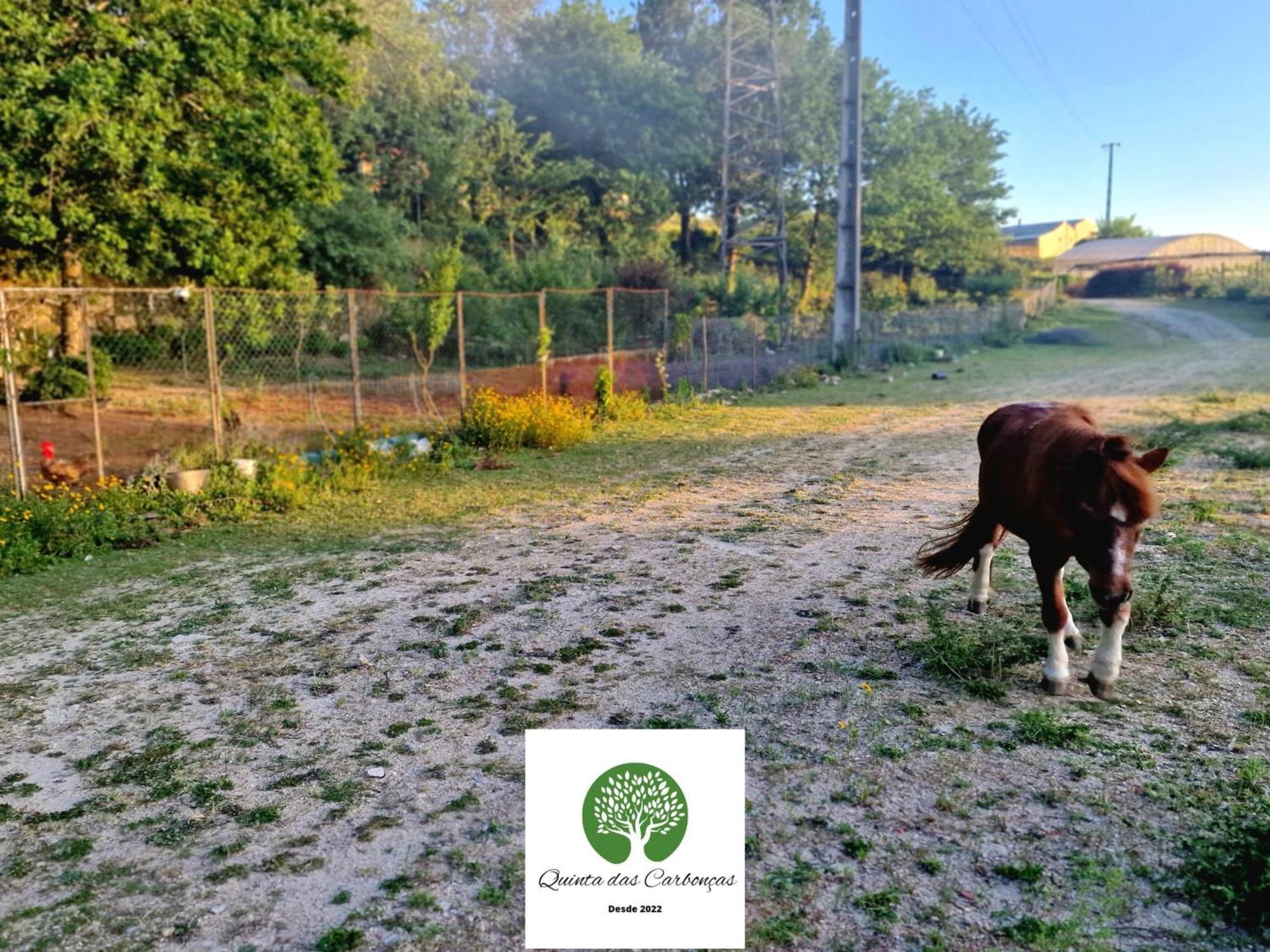 Quinta Das Carboncas Fafe Eksteriør bilde